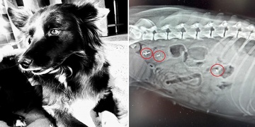 Neznámá osoba rozhazuje návnady s hřebíky
