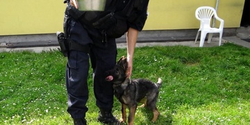 Seriál „Představujeme plzeňskou policii tak, jak ji neznáte“ 9. díl - Psovodi