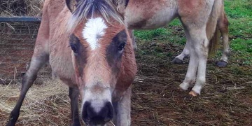 Ukradené hříbě se po měsíci vrací domů