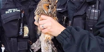 Strážníci dnes zachraňovali Kalouse ušatého