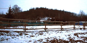 Klokana někdo zastřelil
