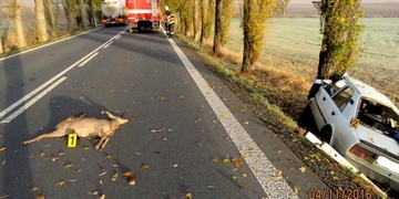 Střet osobního vozidla se srnou