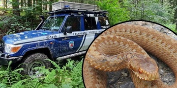 Po uštknutí zmijí si žena začala jed vysávat ústy a polykat ho