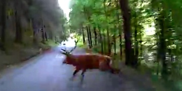 Paroháč je v pořádku, cyklista je na tom hůř