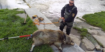 Mrtvý divočák v řece