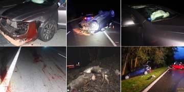 Znovu přibývají střety aut se zvěří