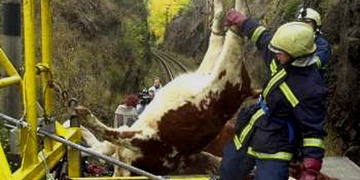 Rychlík najel do stáda krav