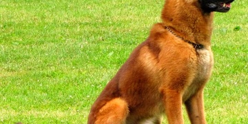 Recidivistu vyrušil majitel auta a vypátral pes War