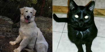 Pátrání po domácích mazlíčcích