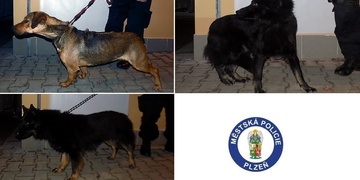 Zadržení hledaného muže, opilci i za volantem, krádeže, senioři v tísni i zatoulaná zvířata