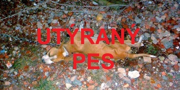 Žena utýrala štěně - pozor nevhodné pro děti!