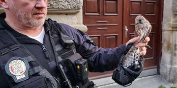 Poštolčí mládě vyrazilo pro pomoc pěšky a po silnici