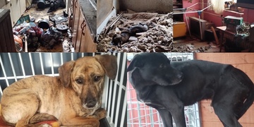 Jeden pes zemřel strašlivou smrtí, zbylí dva dostali šanci na nový život
