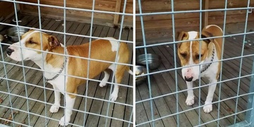 Poznáte tohoto psa? Někomu se ztratil!