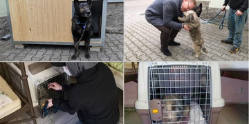 Lidé bez domova se již nemusejí vzdávat svých čtyřnohých parťáků