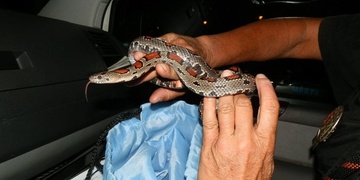 Nepostrádáte hadího kámoše? Metrová korálovka mexická vyrazila na výlet