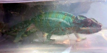 Neutekl vám chameleon?