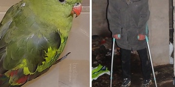 Od chytání papouška až po záchranu seniora