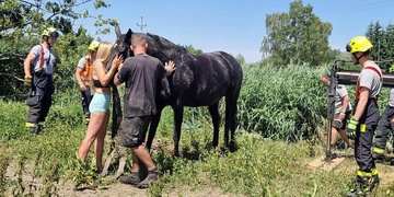 "Kluci, za naši stáj a za Argemmu ještě jednou moc díky!" vzkazuje majitelka hasičům