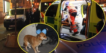 Po intoxikované zbyl na místě pouze pejsek