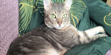 Pomozte najít kocourka Anakina