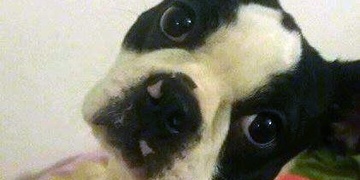 Holly je doma, živá a zdravá. Děkujeme všem za pomoc a sdílení