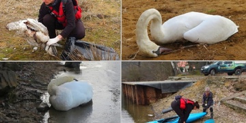 "Labuť nám v křečích uhynula před očima"