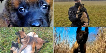 Představujeme posilu plzeňské policie Uxíka