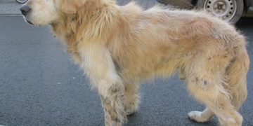 Týrání zvířat nijak neustává