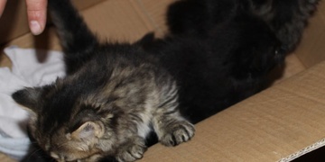 Čtyři koťata kdosi vyhodil v bedně k popelnicím