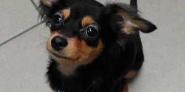 Neviděli jste toto štěně?