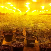 Zazdili zahradníka a pěstírna vydělala sto milionů korun