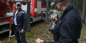 Záchranná akce sokola se bohužel nezdařila