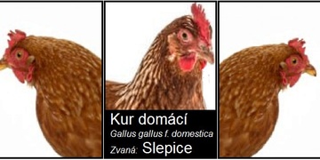 Slepice v pátrání