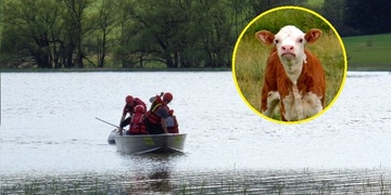 To tele je teda tele!