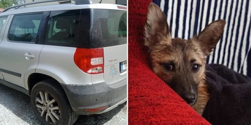 Ukradené auto se našlo i s pachatelem na Slovensku a domů se již vrátila i Fenička