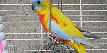 Ztratila se neoféma tyrkysová Kolinka