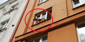 Německý ovčák akrobatem