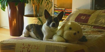 Prosíme, pomozte najít psího kamaráda