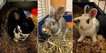 Hop, Skok a Jump hledají páníčka