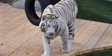 V Plasích dnes tygr zranil dívku