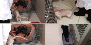 Adopce koček je z důvodu nemoci omezena