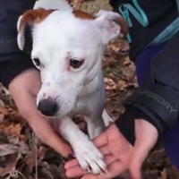 Případ pytláckých želez si převzala kriminální policie