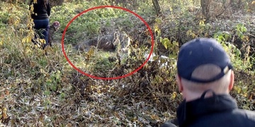 Hasiči zachránili koně z bažiny