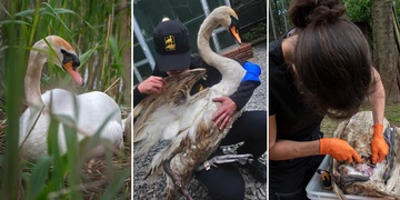 Čí pes roztrhal hnízdící labuť na Pekelném rybníku?