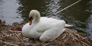 Strážníci zajistili klid malým labutím