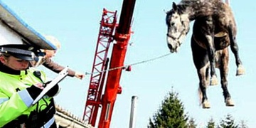 Strážníci odtahovali koně!