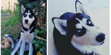 Bingo nepřežil, ale Ritu ještě zachránit můžeme