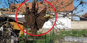 Pořádně velký roj a "vrahové včeliček"