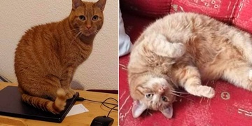 Hledá se Garfield